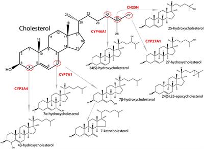 Oxysterols and Gastrointestinal Cancers Around the Clock